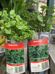 Water Cress